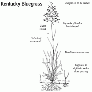 Kentucky Bluebgrass