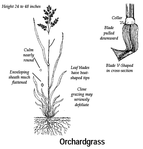 Orchard Grass Identification