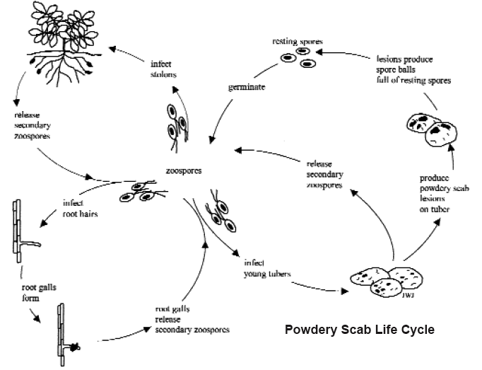 Powdery scab life cycle