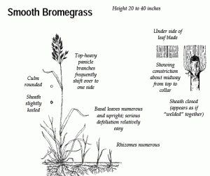 Smooth Bromegrass