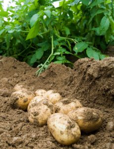 patatas; foto de Edwin Remsberg, USDA