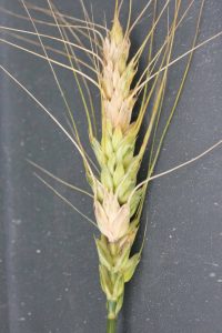 Bleached spikelets are a sign of infection by Fusarium head blight.