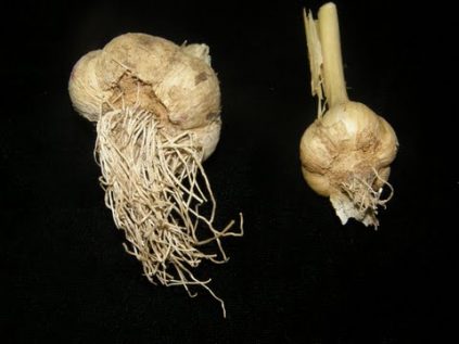 Bulletin #1205, Bloat Nematode in Maine Garlic - Cooperative Extension ...
