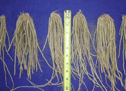 one-year asparagus crowns