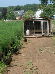 chickens in the asparagus garden