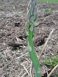 asparagus spear