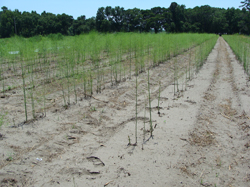 rows of young asparagus plants