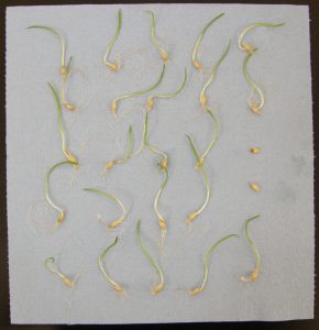 seeds sprouting on a paper towel