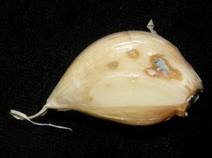 Garlic clove with Blue Mold.