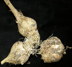Garlic bulbs infected with Botrytis porri.