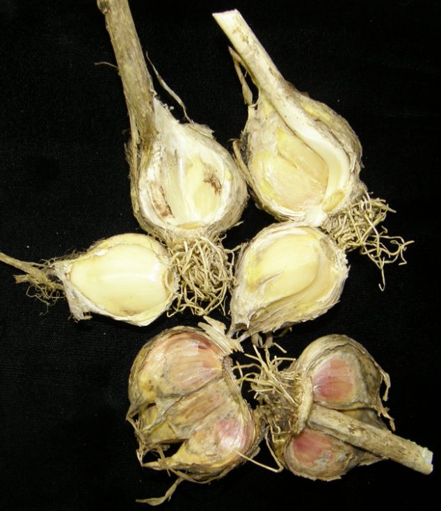 Bulletin #1207, Botrytis Neck Rot in Maine Garlic - Cooperative ...