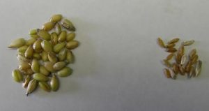 Healthy and diseased grain kernels.