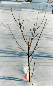 A 2-year-old peach tree pruned to develop as an open center or vase-shaped tree.