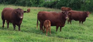 Devon bull, cows, and calf in pasture