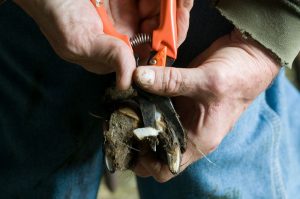 trimming hooves; photo by Edwin Remsberg