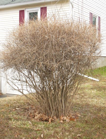 Bulletin #2513, Pruning Forsythias in Maine - Cooperative Extension ...