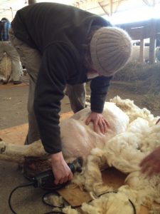 Sheep shearer shears sheep