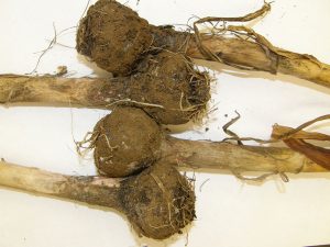 garlic bulbs with white rot