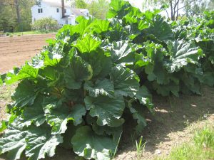 Bulletin 2514, Growing Rhubarb in Maine - Cooperative Extension Publications - University of Maine Cooperative Extension