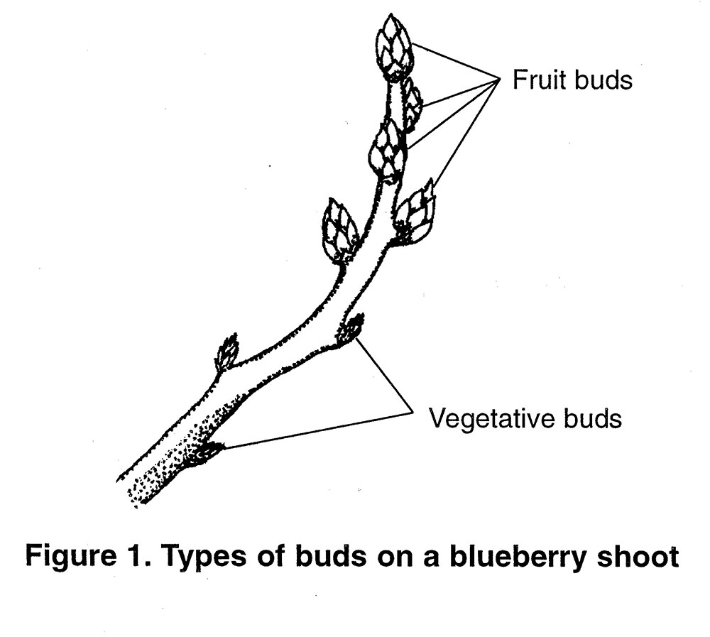 Blueberry Varieties Comparison Chart