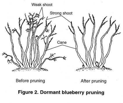 Bulletin #2253, Growing Highbush Blueberries - Cooperative Extension ...