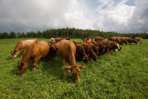 grazing beef cattle