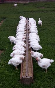 broilers at feeder_coffin