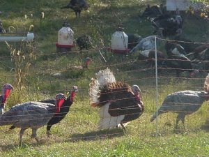 free-range turkeys