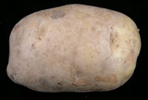 potato with silver scurf