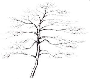 Cornus alternifolia illustration
