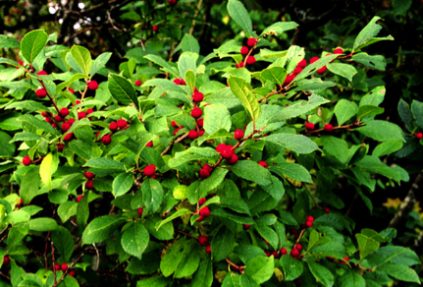 Bulletin #2571, Native Trees and Shrubs for Maine Landscapes ...