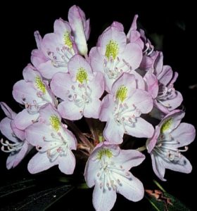 Rhododendron maximum flower