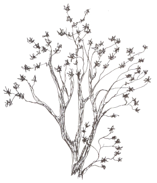 Rhododendron maximum illustration