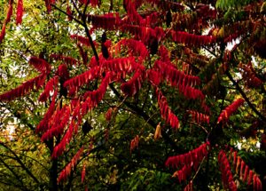 Rhus typhina autumn foliage