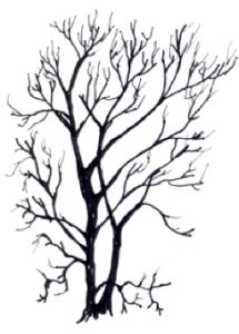 Sorbus decora illustration