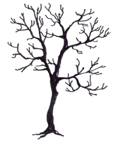 illustration of Viburnum lentago