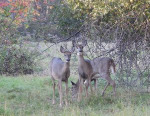 3 white-tailed deer under wild apple tree