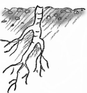 illustration showing root cutting for plants with large roots