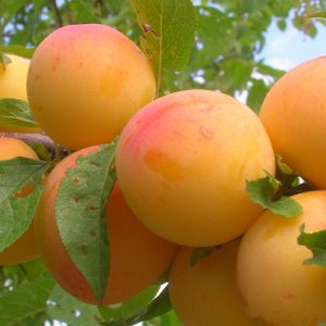 Early Golden Plums