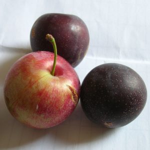 Methley plums