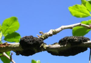 fruit tree branch with black knot