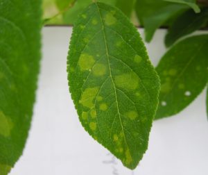 Leaf with Bacterial Leaf Spot