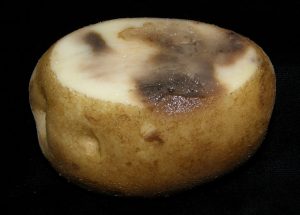 potato leak inside the potato