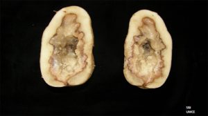 Potato cut in half showing Dickeya dianthicola damage inside