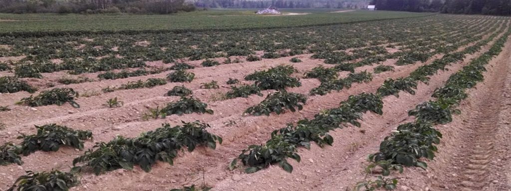 Loss of potato plants in the field due to Dickeya dianthicol