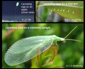 Photo 1: Lacewing egg on an apple (photo by J F Dill). Photo 2: Lacewing eggs on a rose leaf (photo by C Armstrong). Photo 3: Lacewing adult on a cranberry upright (photo by C Armstrong)