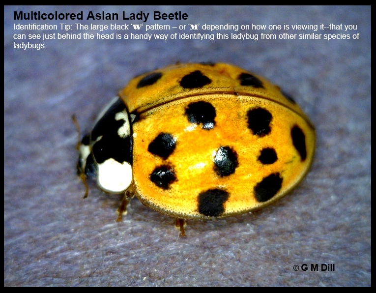 Multicolored Asian Lady Beetle - Home and Garden IPM from Cooperative  Extension - University of Maine Cooperative Extension