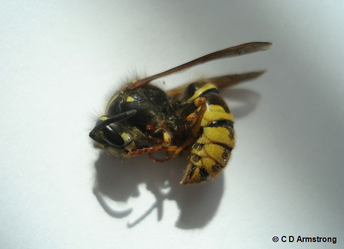 A Common Aerial Yellowjacket worker (side view)