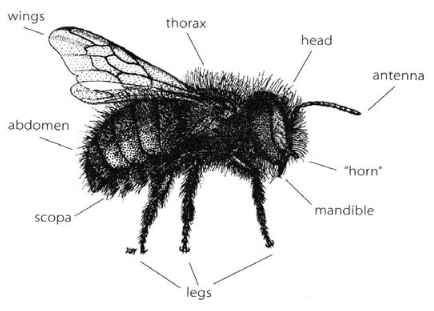 Main body parts of blue orchard bee, female: wings, thorax, head, antenna, "horn," mandible, legs, scopa, and abdomen