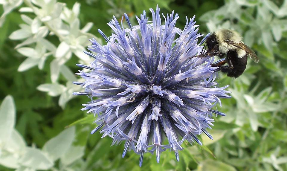 bee on flower bud